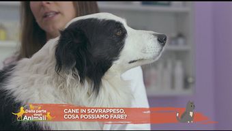 Cani in sovrappeso? Ecco i consigli della vet nutrizionista